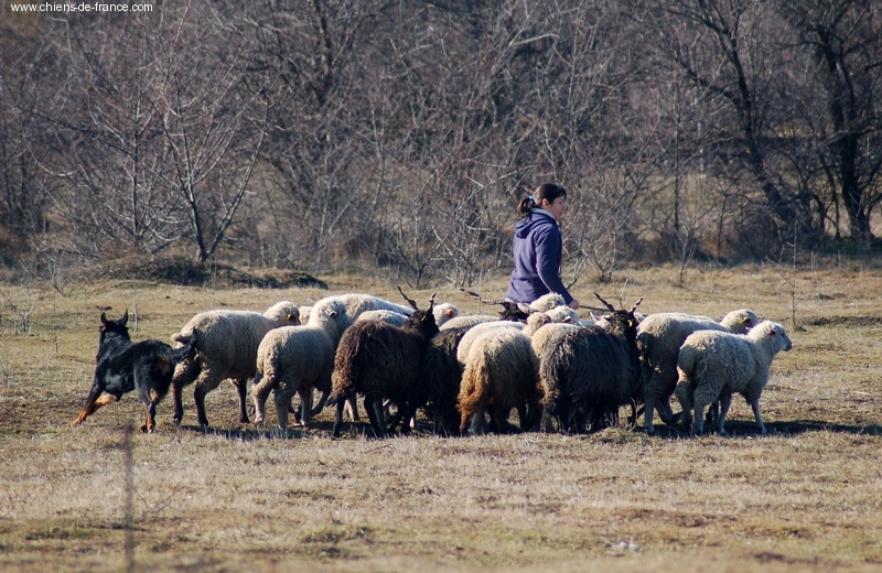 CH. Brille Des assiers - Haladó class: 3 eme 64/70p. Excellent