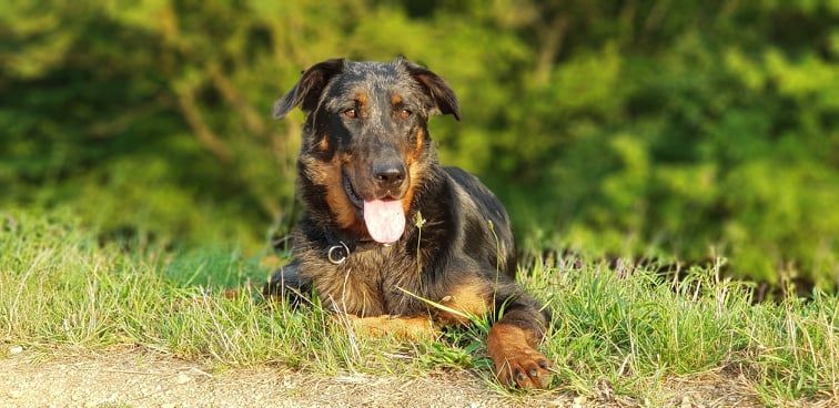 CH. Reve bleue des Bergers de l'Oiseau Jaune - Excellent 1, CAC,