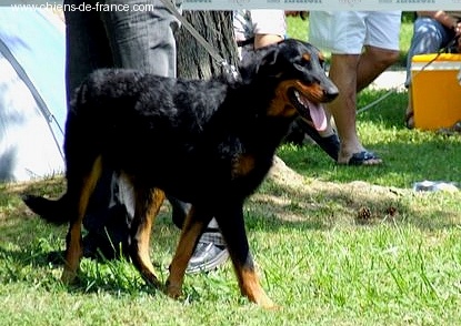 CH. Brille Des assiers - Junior class: Excellent 1, HPJ