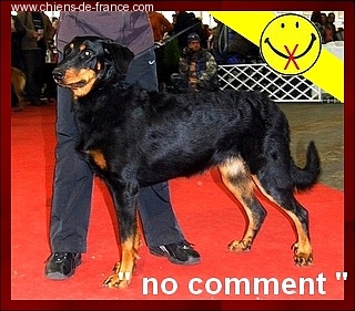 CH. Brille Des assiers - Junior class: Bon