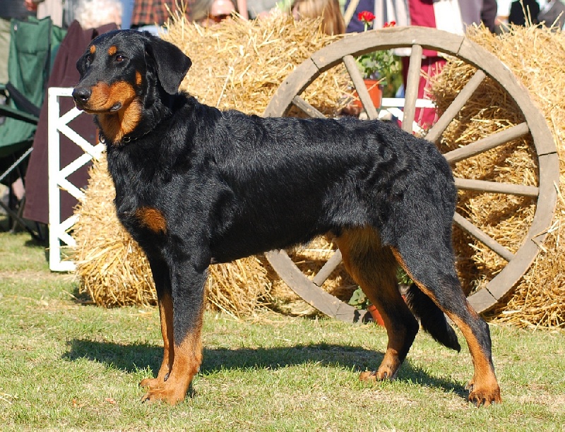 CH. Brille Des assiers - Junior class: Excellent 1, HPJ
