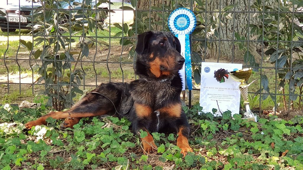 CH. Reve bleue des Bergers de l'Oiseau Jaune - Hungária Show Champion