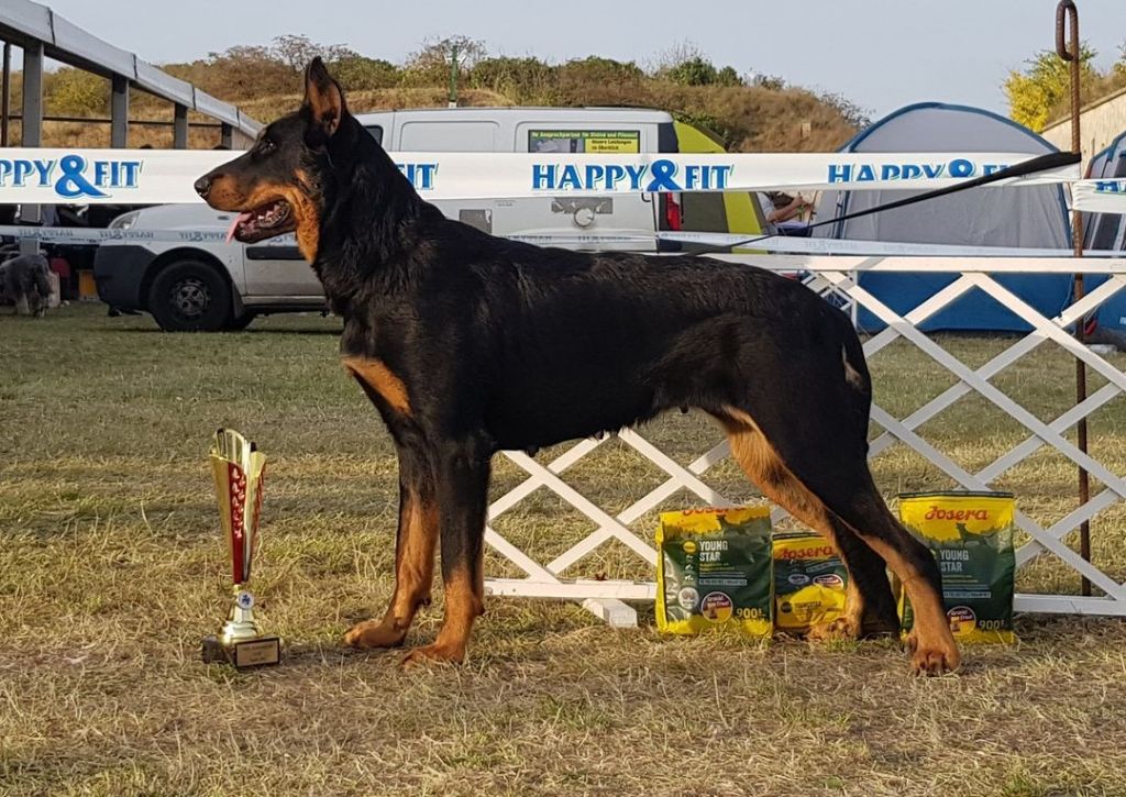 arlen rus Admire ve storm - Excellent 1, HPJ, Best Junior, Junior Club Winner, Junior BIS III,