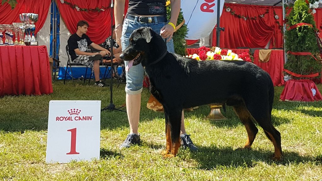 CH. Popeye des Bergers de l'Oiseau Jaune - Excellent 1, HPJ, Best Junior