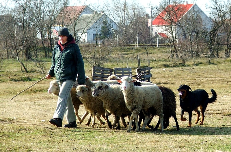 CH. Brille Des assiers - Haladó class: 3 eme 54/70p. Tres Bon