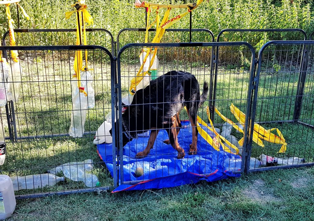 CH. Reve bleue des Bergers de l'Oiseau Jaune - Cot H 3 - Sélectionné váromány