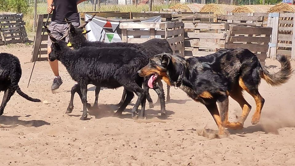 CH. Reve bleue des Bergers de l'Oiseau Jaune - NHAT