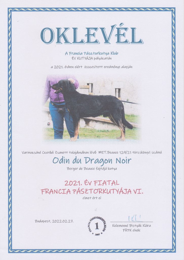 CH. Odin du Dragon Noir - 2021 Év Fiatal Francia Pásztorkutyája IV.