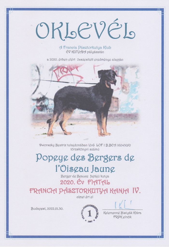 CH. Popeye des Bergers de l'Oiseau Jaune - 2020 Év Fiatal Francia Pásztorkutya kanja IV.