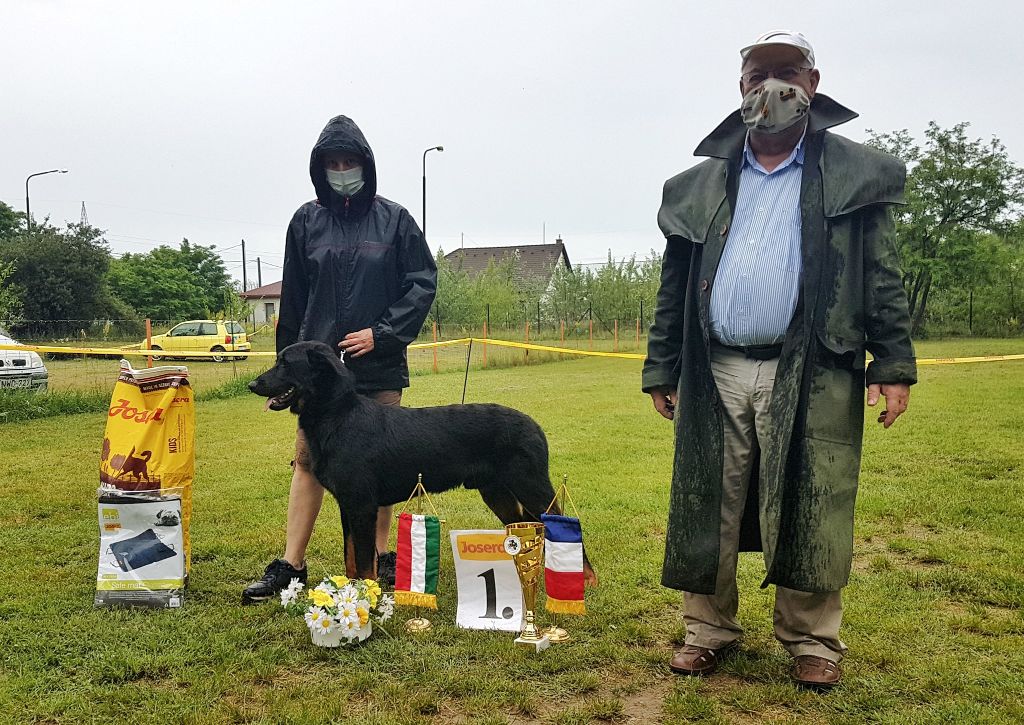 CH. Popeye des Bergers de l'Oiseau Jaune - Morhpologie: Excellent, Caractere: 25/30 Excellent, - Cot H 4 - Recommandé