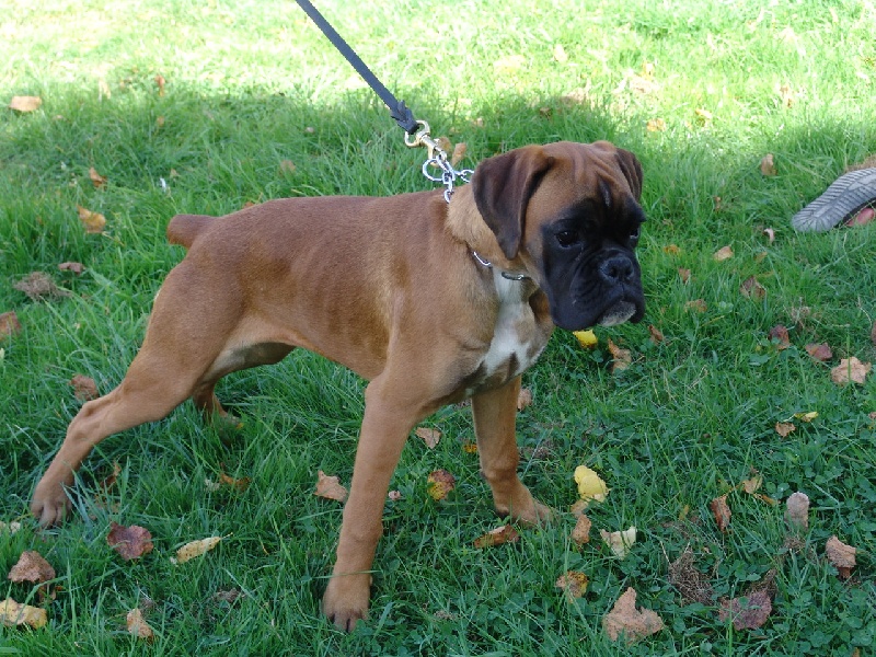 Publication : des Petits Bois de Crève-Coeur Auteur : propriétaire