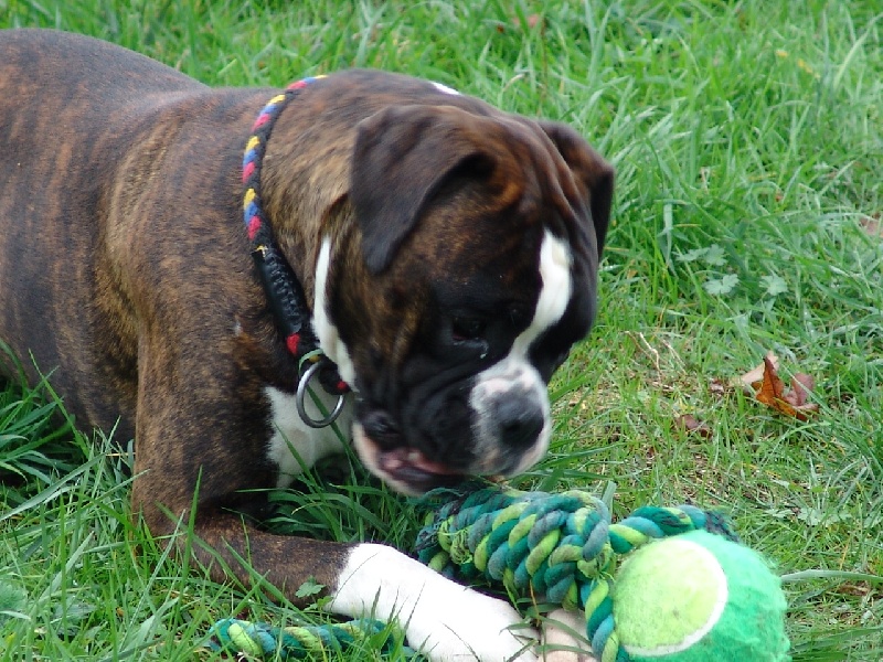 Publication : des Petits Bois de Crève-Coeur Auteur : Michèle Gauteur