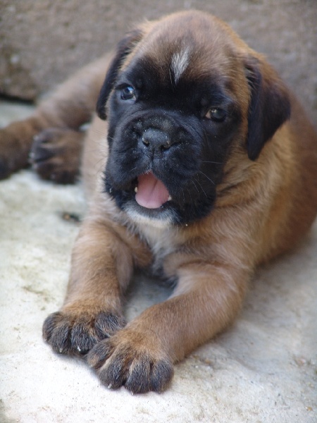 Publication : des Petits Bois de Crève-Coeur Auteur : propriétaire
