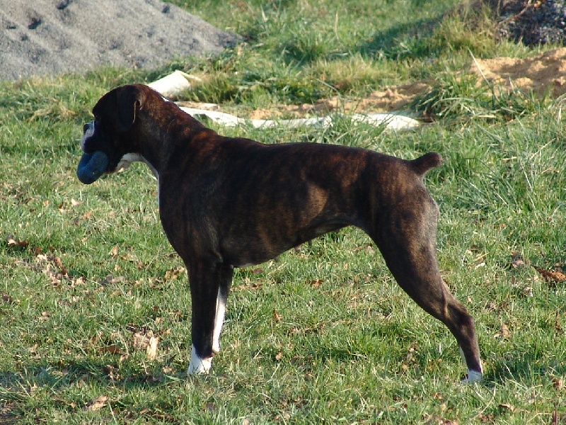 Publication : des Petits Bois de Crève-Coeur Auteur : Michèle Gauteur