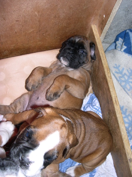 Publication : des Petits Bois de Crève-Coeur Auteur : propriétaire