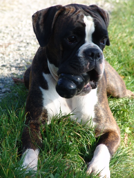 Publication : des Petits Bois de Crève-Coeur Auteur : Michèle Gauteur