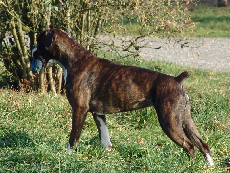 Publication : des Petits Bois de Crève-Coeur Auteur : Michèle Gauteur