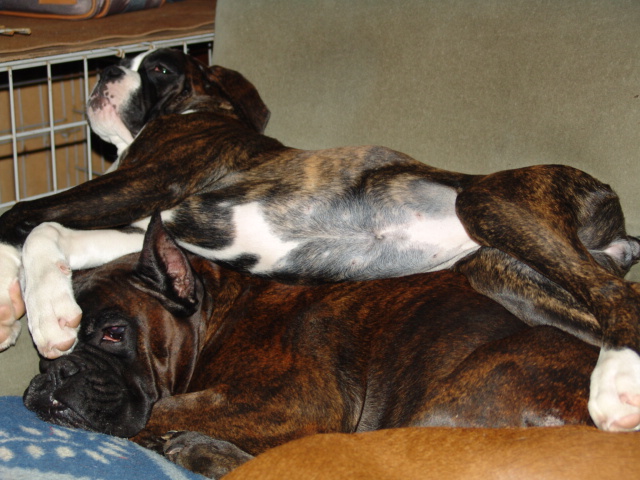 Publication : des Petits Bois de Crève-Coeur Auteur : Michèle Gauteur