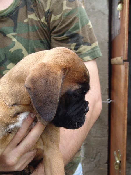 Publication : des Petits Bois de Crève-Coeur Auteur : propriétaire