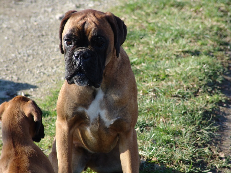 Publication : des Petits Bois de Crève-Coeur Auteur : propriétaire