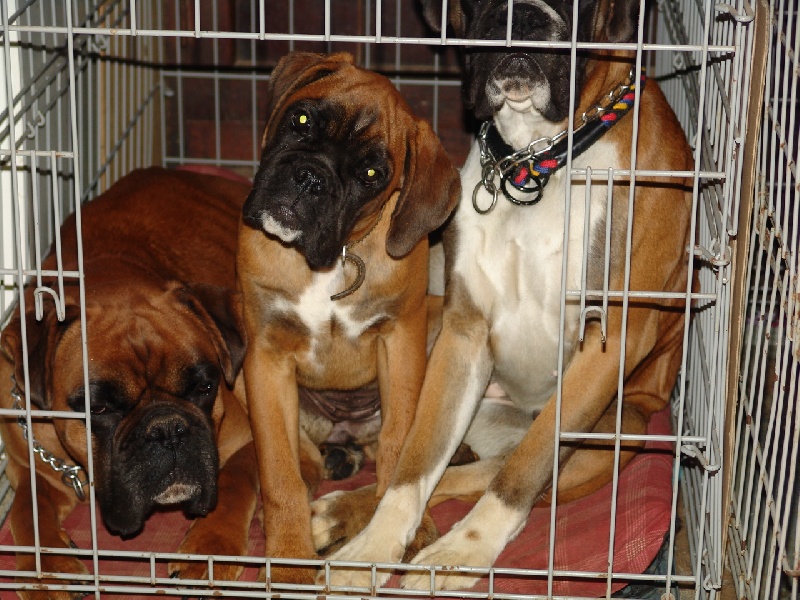 Publication : des Petits Bois de Crève-Coeur Auteur : propriétaire