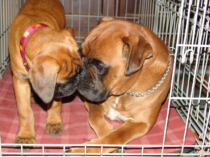 Publication : des Petits Bois de Crève-Coeur Auteur : propriétaire