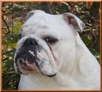 Publication : Impressive Bull