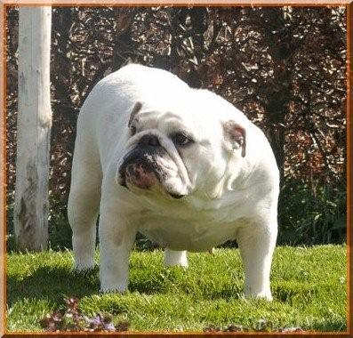 Publication : Impressive Bull