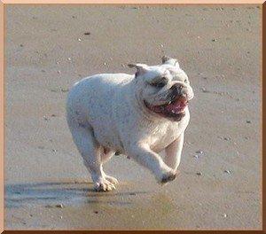 Publication : Impressive Bull