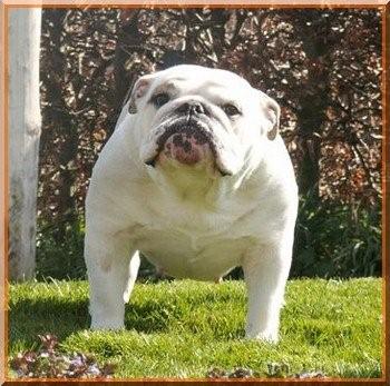 Publication : Impressive Bull