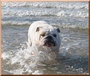 Publication : Impressive Bull