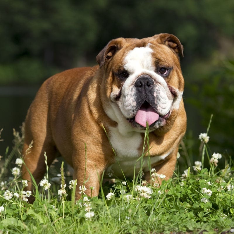 Publication : Impressive Bull Auteur : François Nicaise