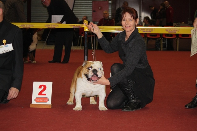 Impressive Bull Highlander - 2 excellent RCAC