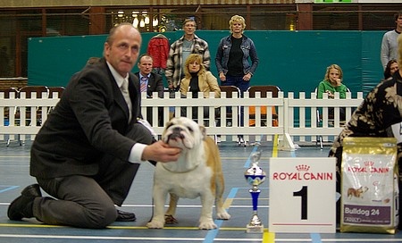 Impressive Bull Highlander - Best Young, Best Dog and BOS