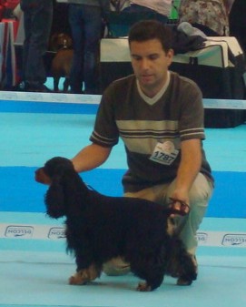 Blacktan baccarat de la Loire aux Roses Mayas - 2exc en classe ouverte RCACS