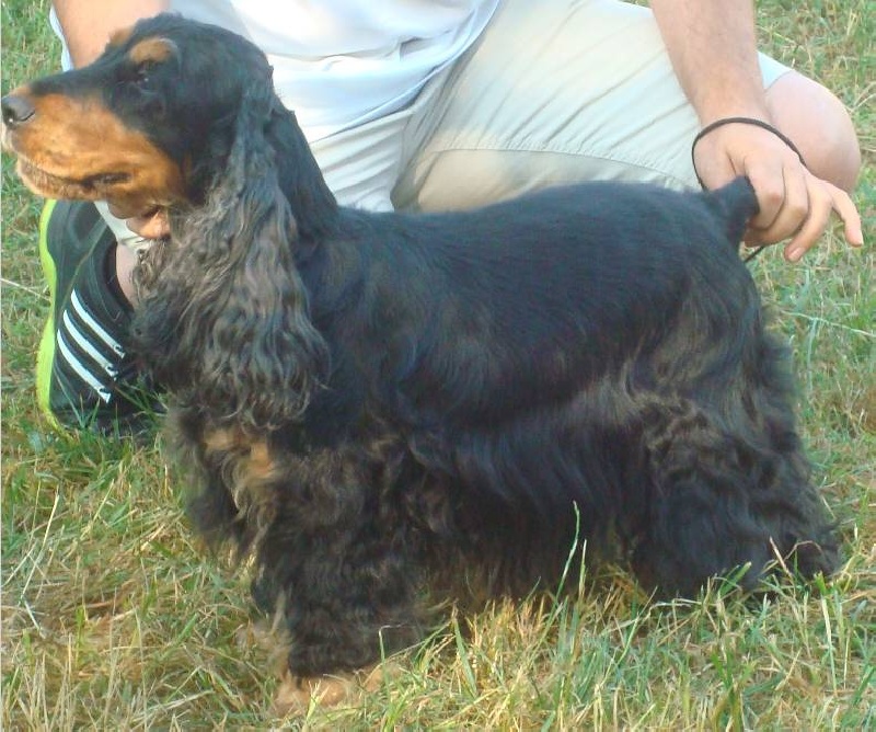 Blacktan baccarat de la Loire aux Roses Mayas - 2 ème Exc classe ouverte fem noir et feu