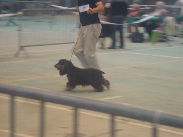 Blacktan baccarat de la Loire aux Roses Mayas - RCACS 2ème EXC classe ouverte