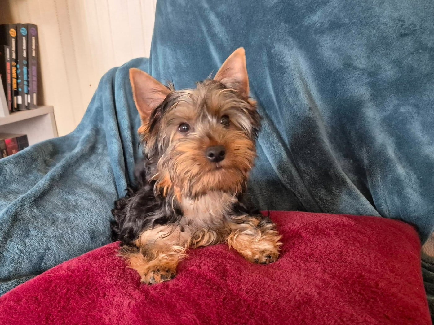 Australian Silky Terrier - de la Lande Barbot