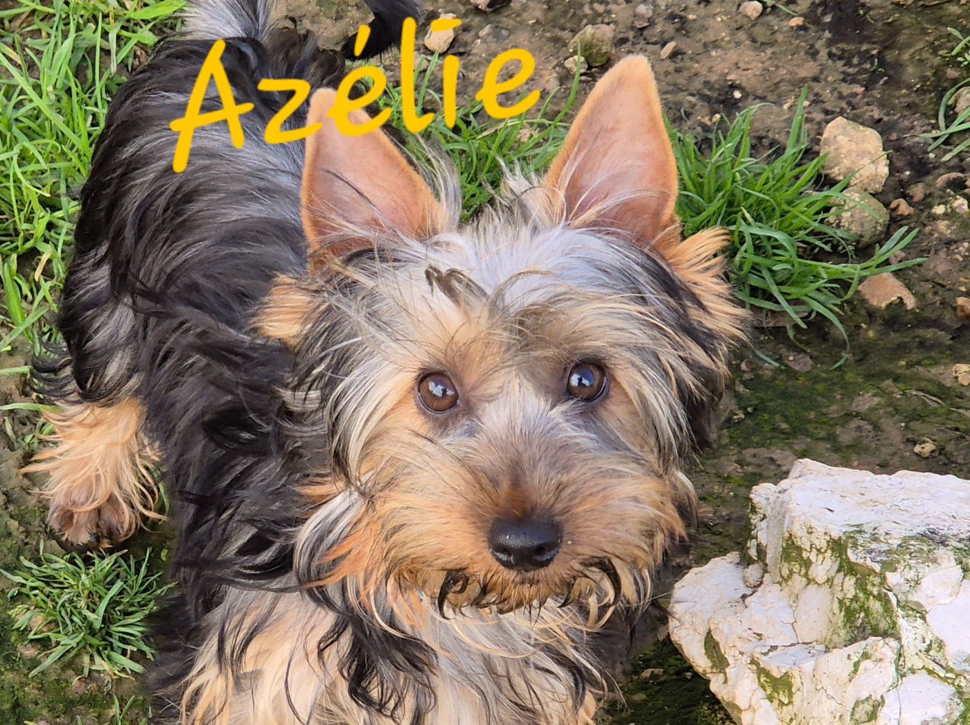 Australian Silky Terrier - de la Lande Barbot