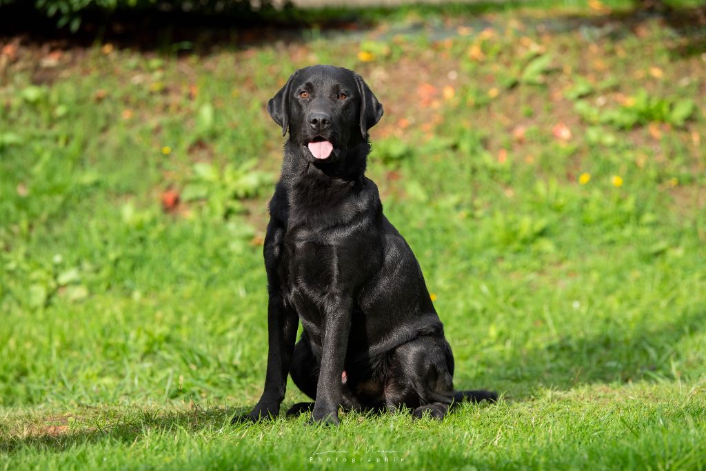 merakistone Catch my heart