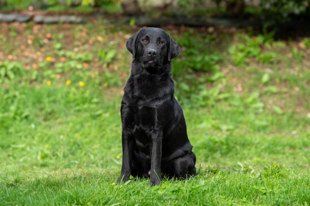 merakistone Catch my heart