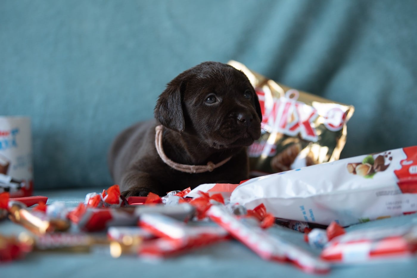 femelle choco collier rose pâle