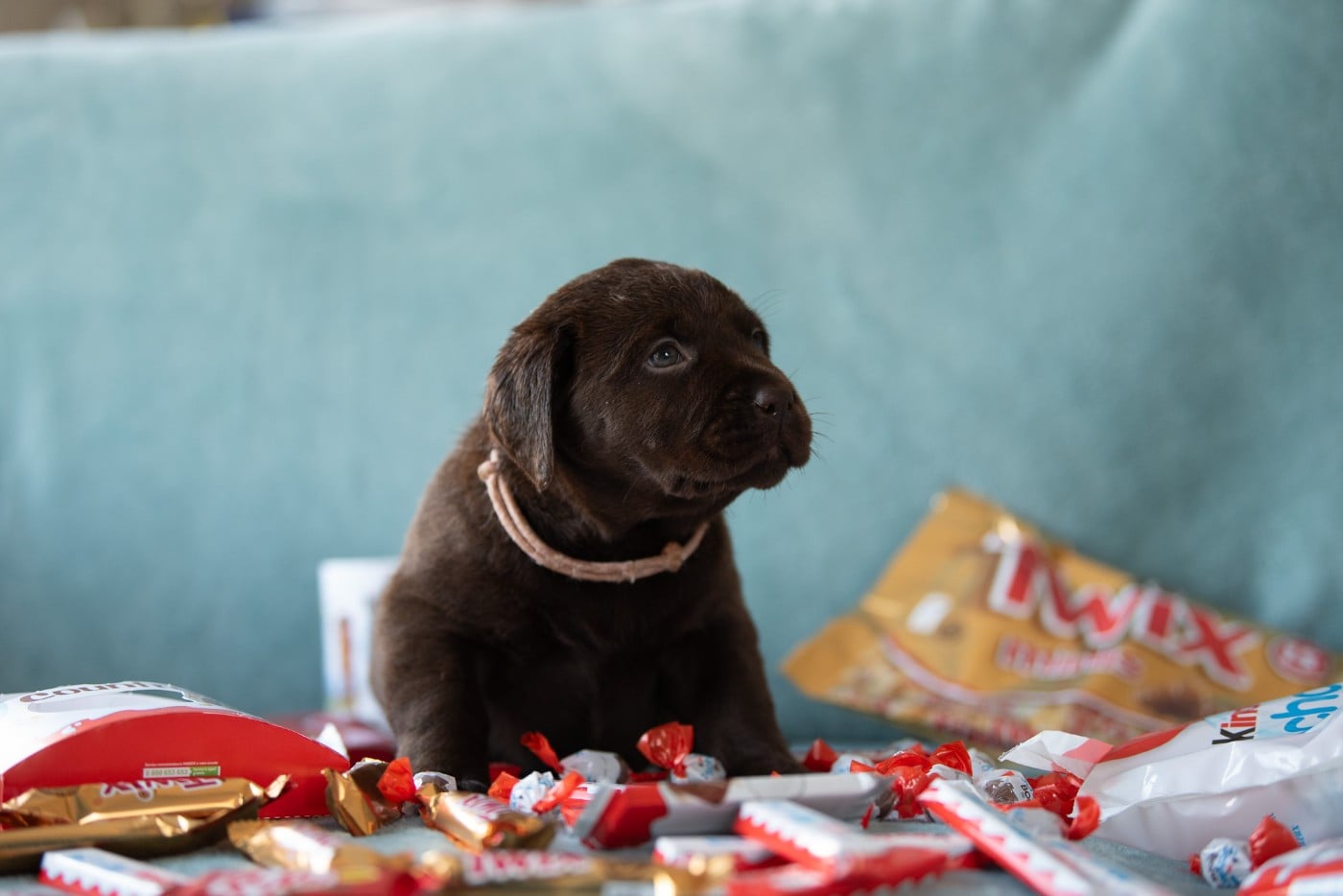 femelle choco collier rose pâle