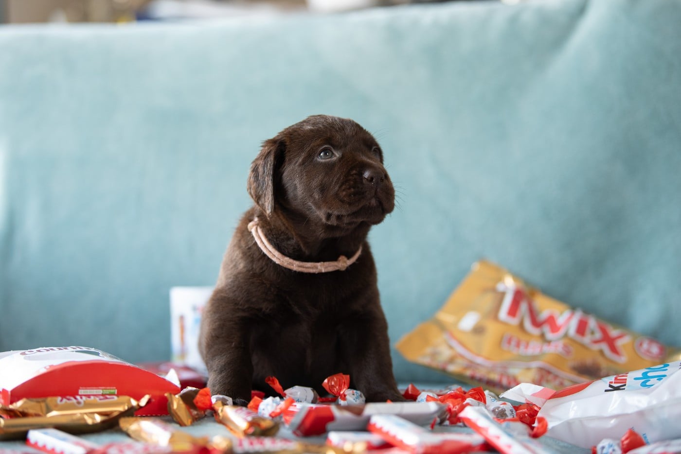 femelle choco collier rose pâle