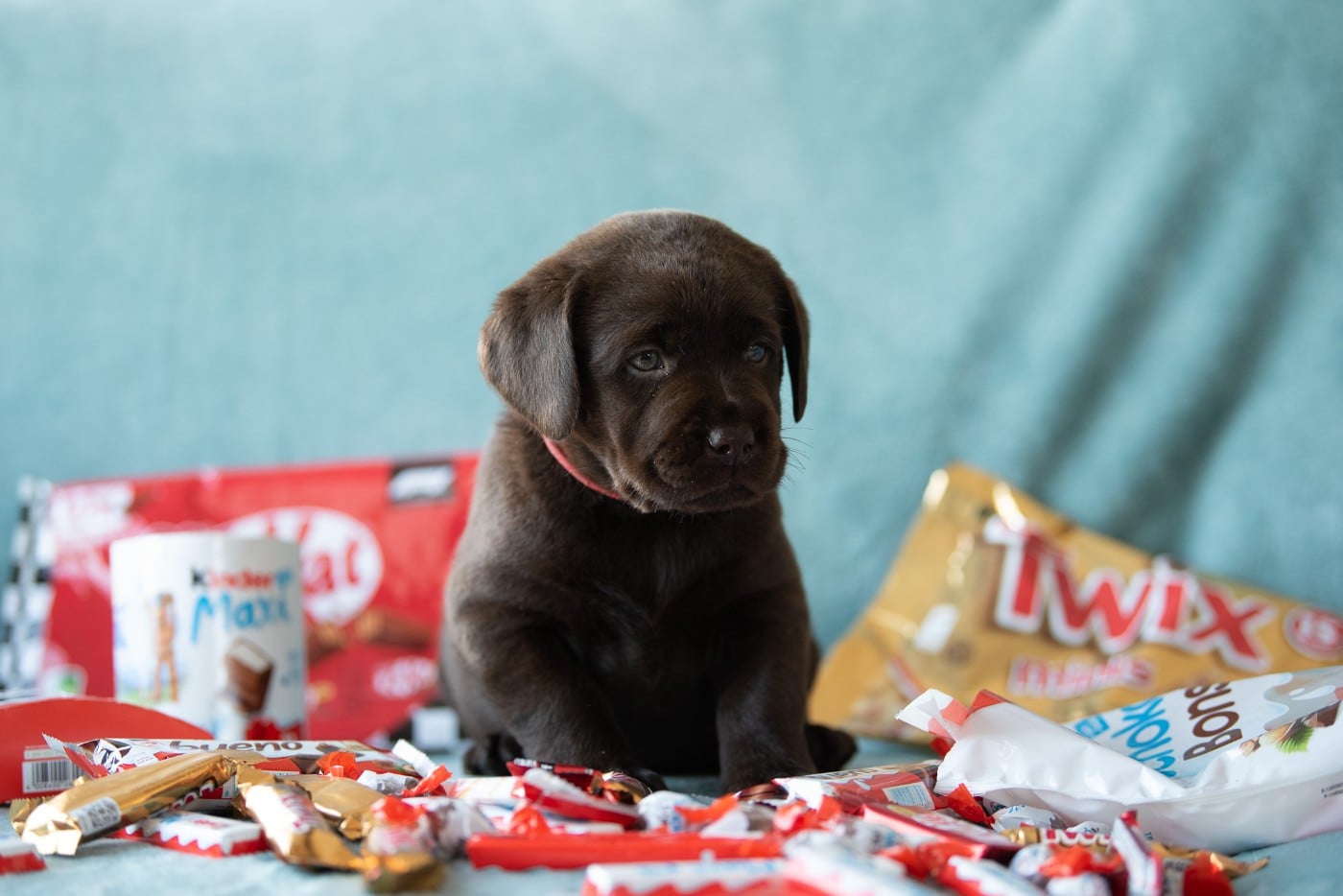 mâle choco collier rouge