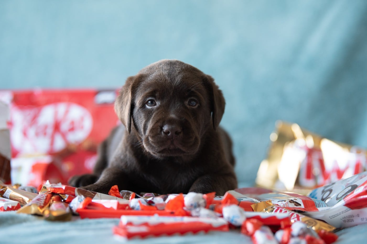 mâle choco collier bleu ciel