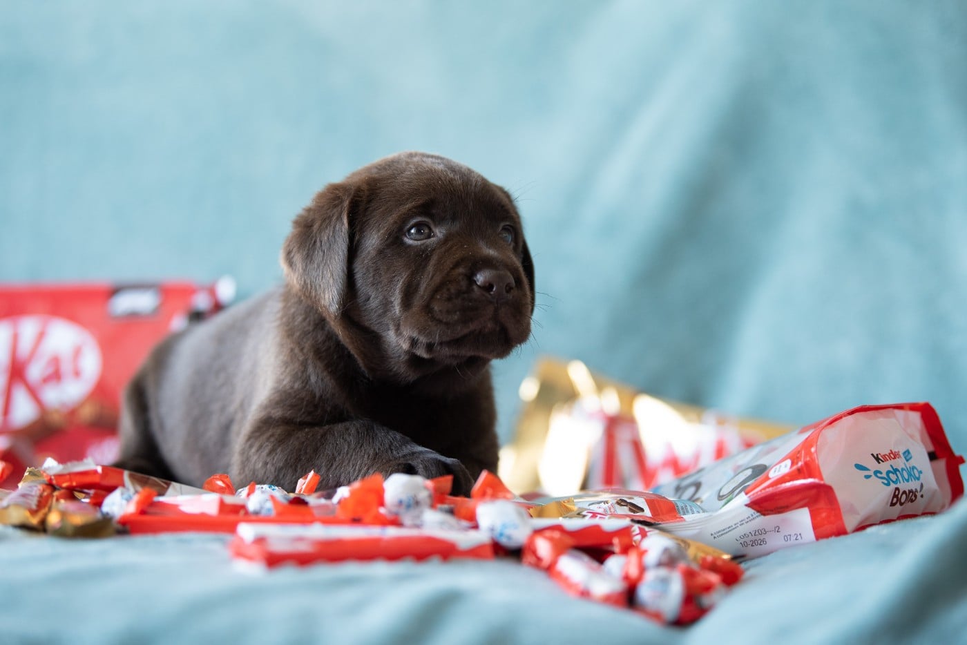 mâle choco collier bleu ciel