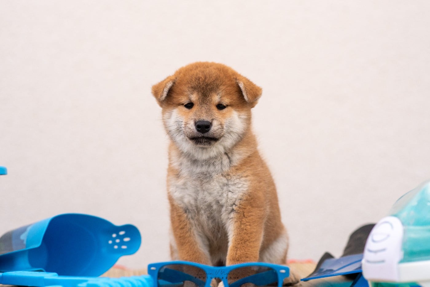 MALE ROUX sans collier