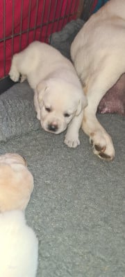 Les chiots de Labrador Retriever