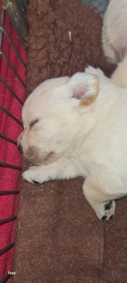 Les chiots de Labrador Retriever